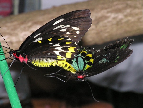 Colorful butterflies mating