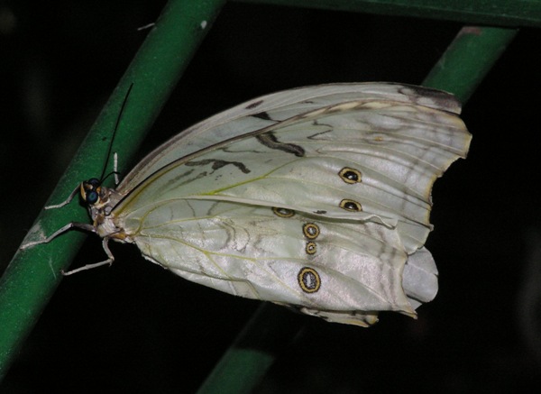 Shiny white-ish butterfly