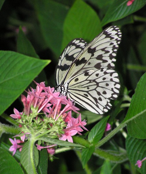 Black and white butterfly on flower