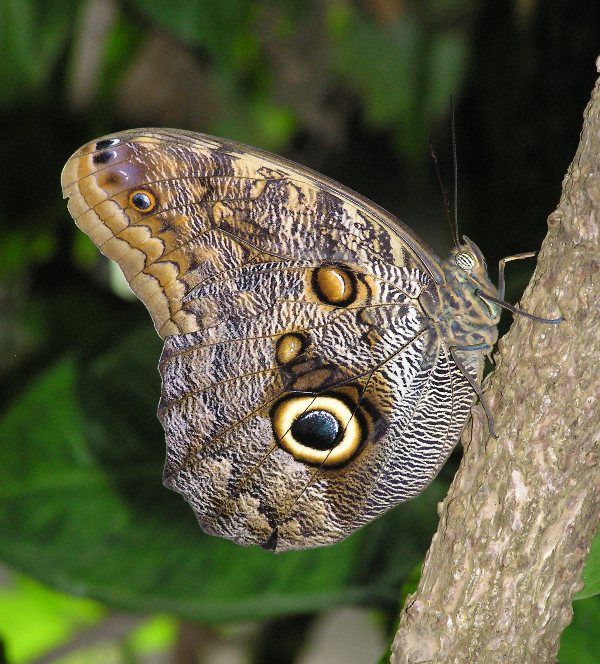 Butterfly with an 'eye' pattern on its wing