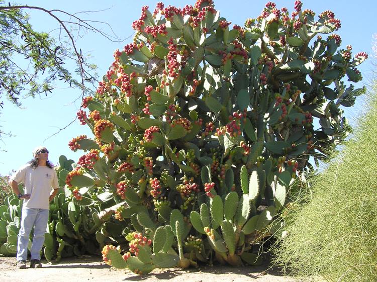 Standing next to cactus that might be three times taller than me