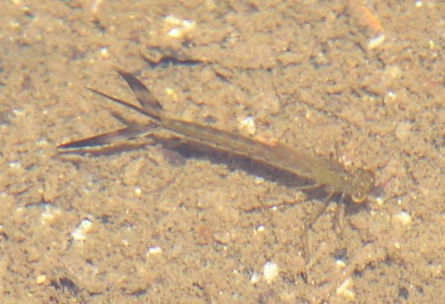 Damselfly larva in water