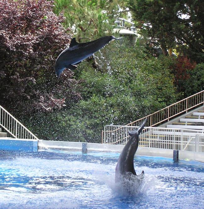 One dolphin in the air with another diving into the water