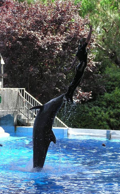 Trainer several feet in the air above the water and above a dolphin