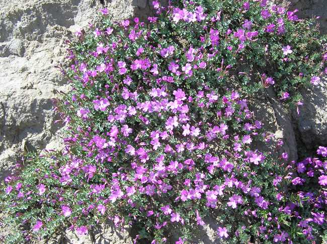 Lots of small purple flowers on bush