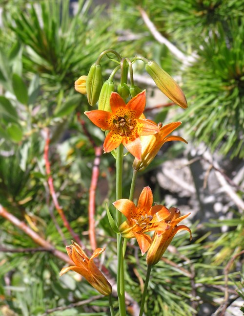 Orange flowers