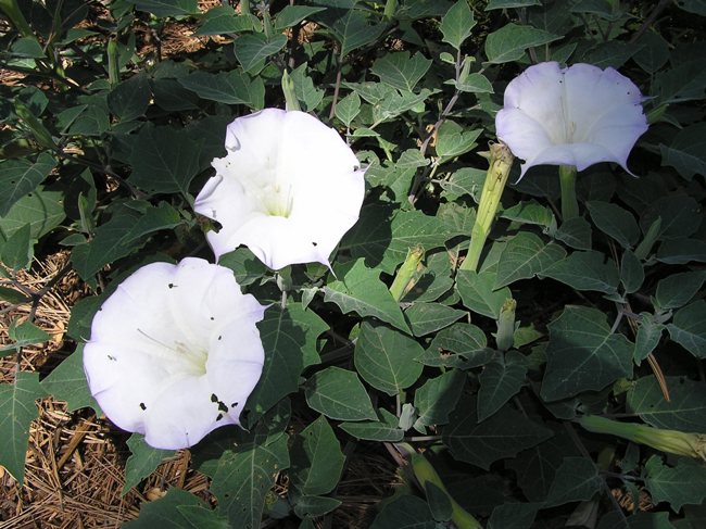 Three white flowers