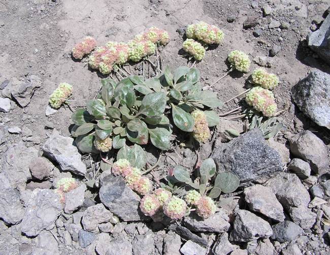 Not-so-colorful flowers on rocky terrain