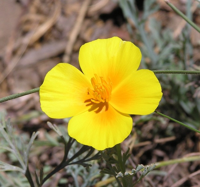 Four petal yellow flower