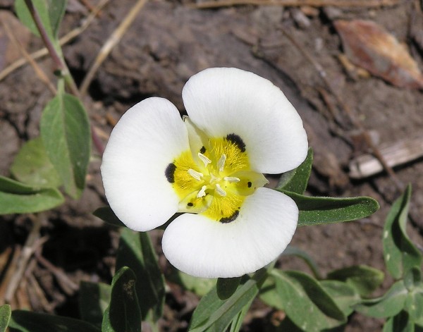 Close-up of flower with white petals and yellow in center