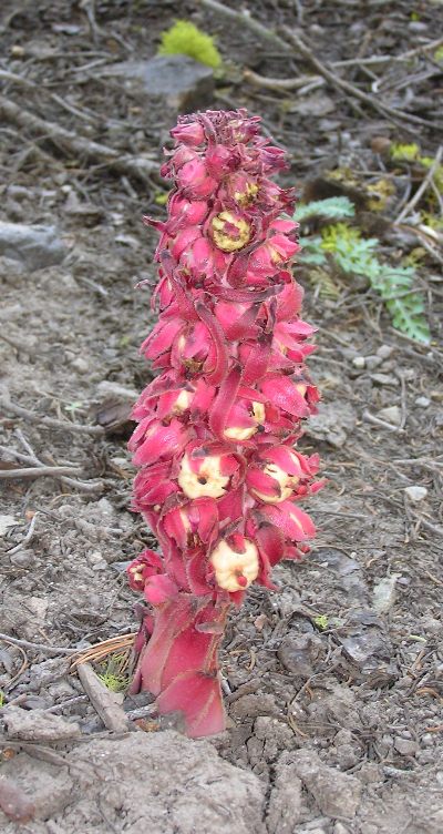 Exotic plant covered in red flowers