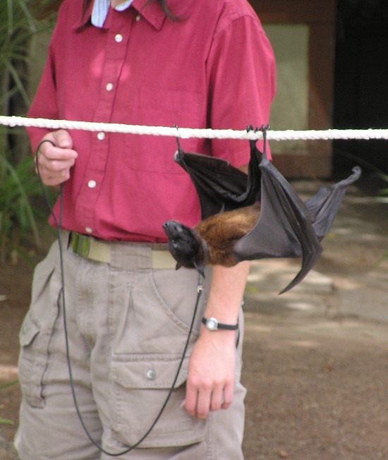 Fruit bat walked upside down under a tightrope