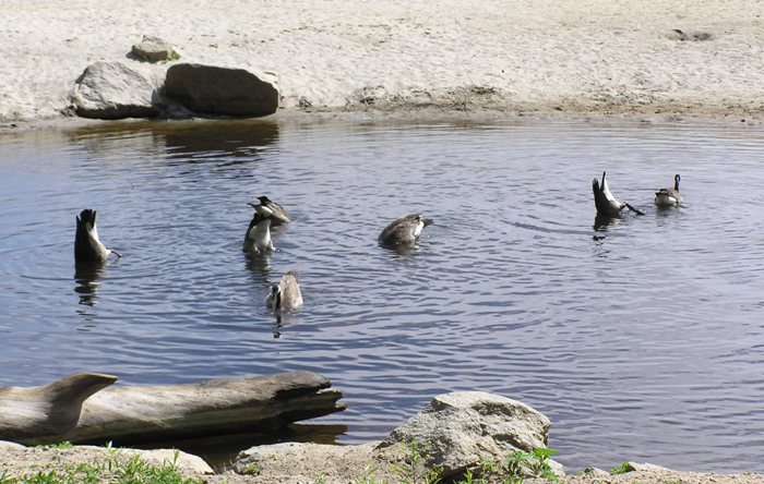 Geese with their heads underwater