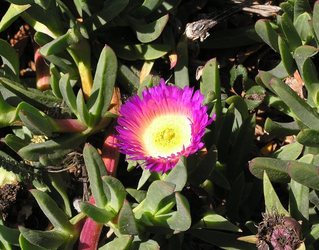 Hot pink flower