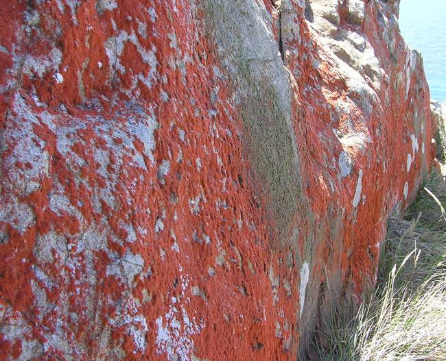 Red lichen growing on the side of a boulder