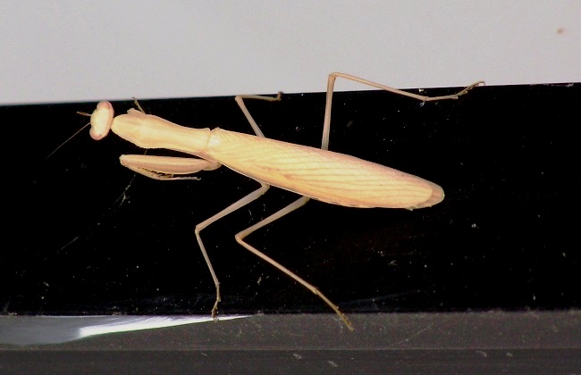 Praying mantis