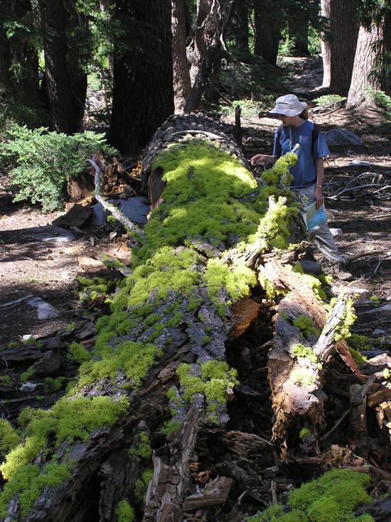 Norma by a moss-covered log