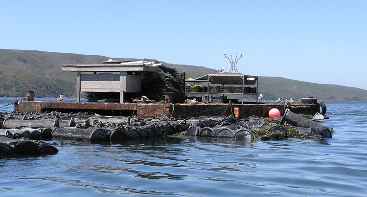 Pier with lots of stuff on it and cages in the water containing oysters