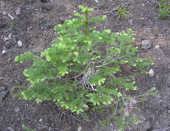 Looking down on pine showing new growth