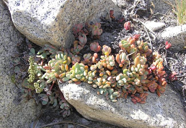 Plant growing between rocks resembling an ice plant