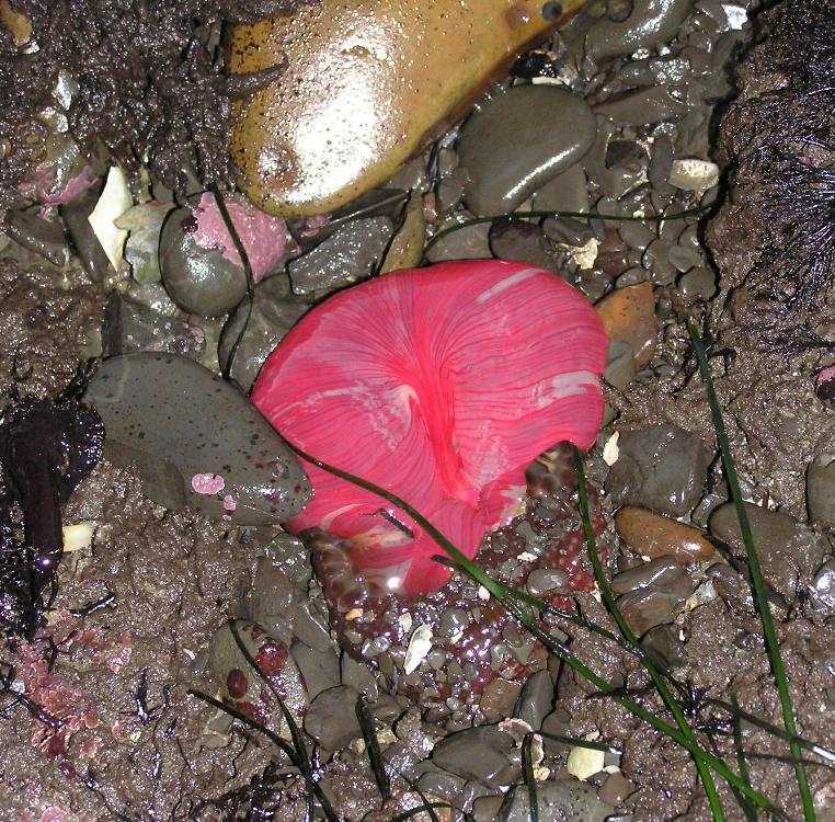 Bright red anemone