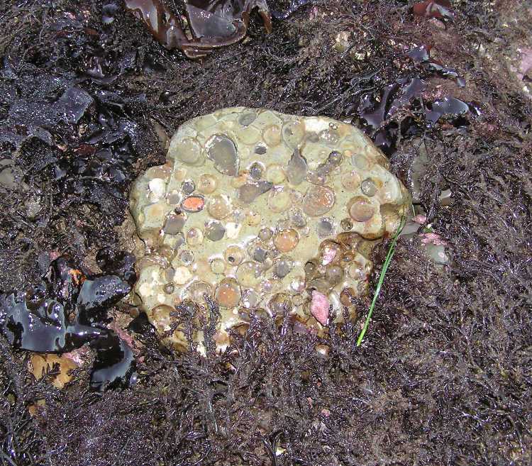 Beige rock with lots of dimples