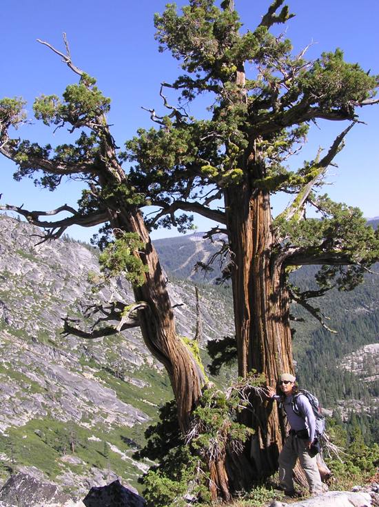 Me standing next to twisty tree