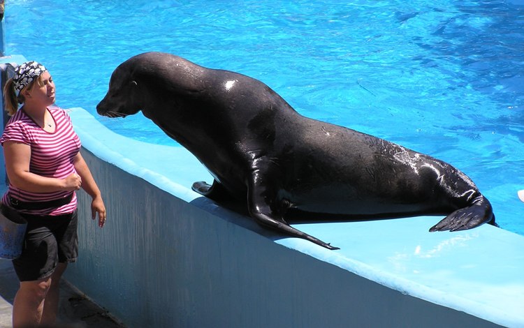 Trainer with sea lion