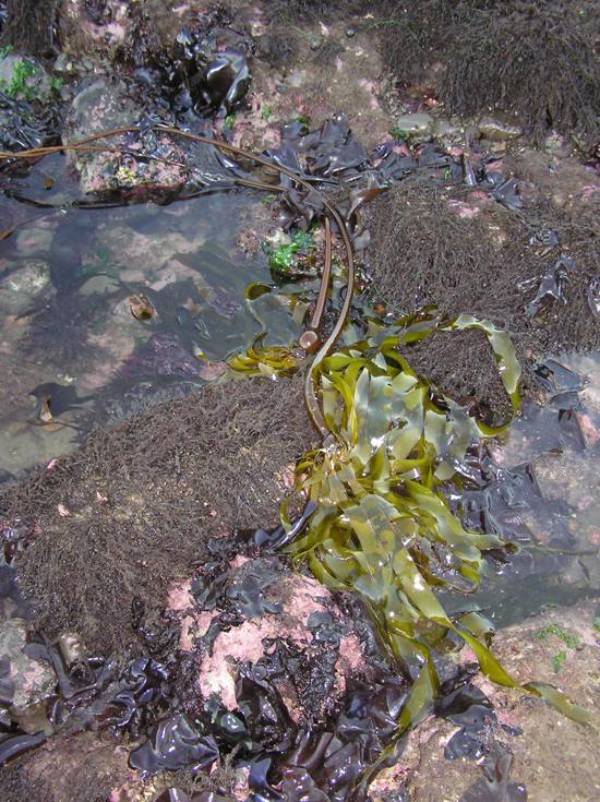 Long seaweed on rocks