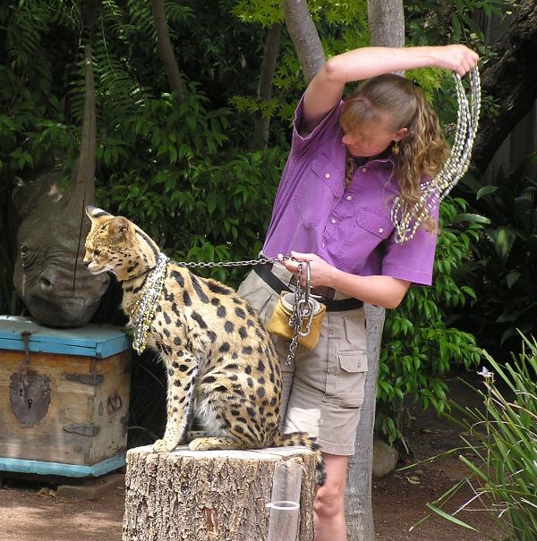 Serval cat wearing necklaces