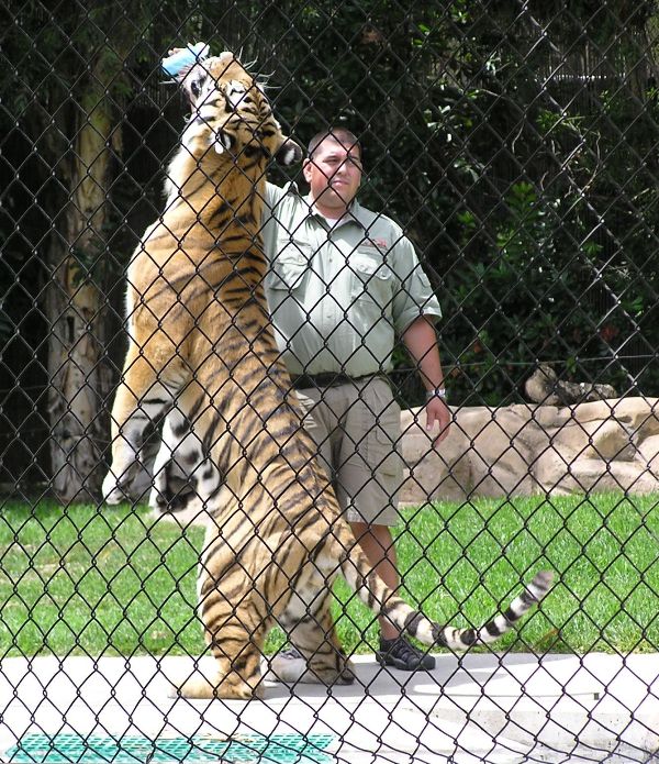 Man standing, feeding Siberian tiger