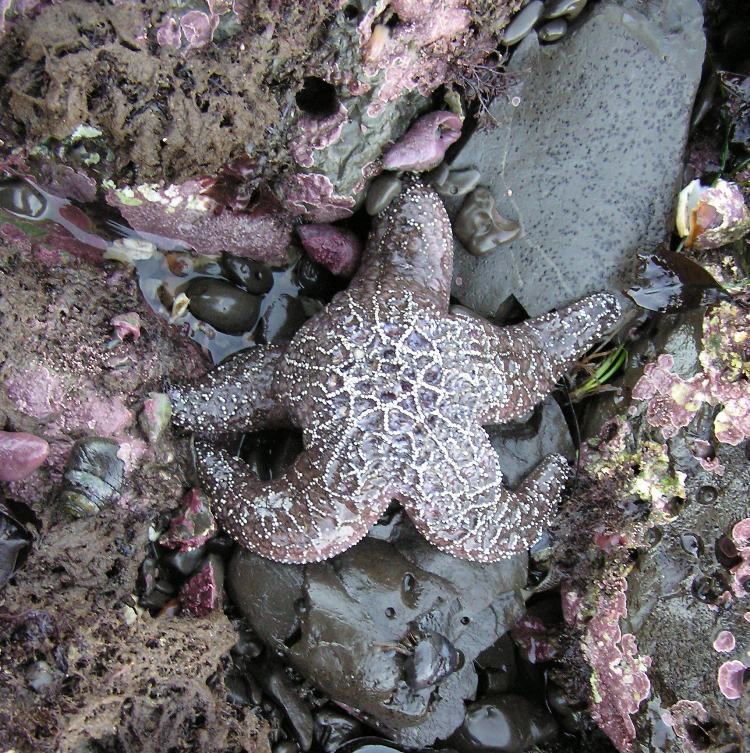 Large, dark starfish on a rock