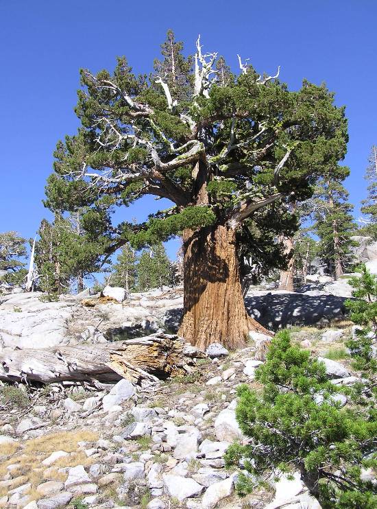 Thick tree surrounded by rocky terrain