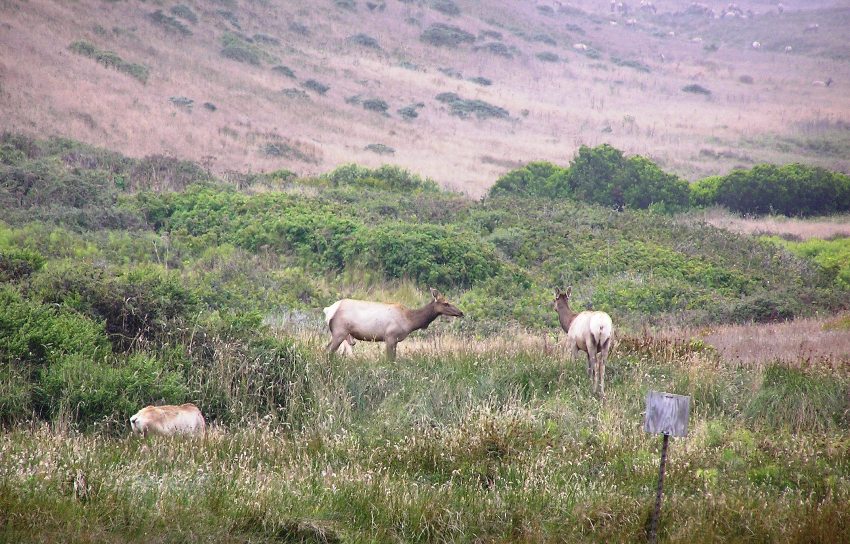 Three elks