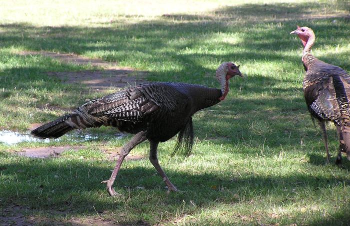 Two turkeys, one showing its beard