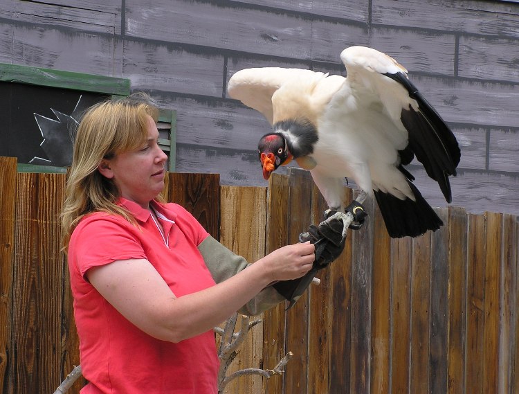 Woman with South American vulture with orange beak