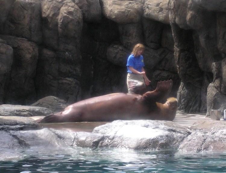 Trainer with walrus lying on its back