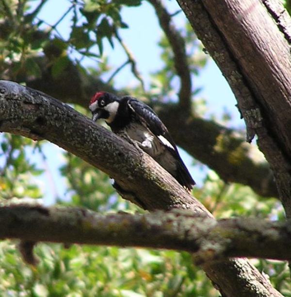 Woodpecker in tree