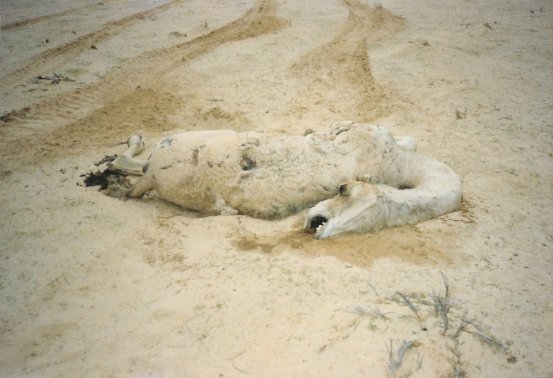 Dead camel in desert