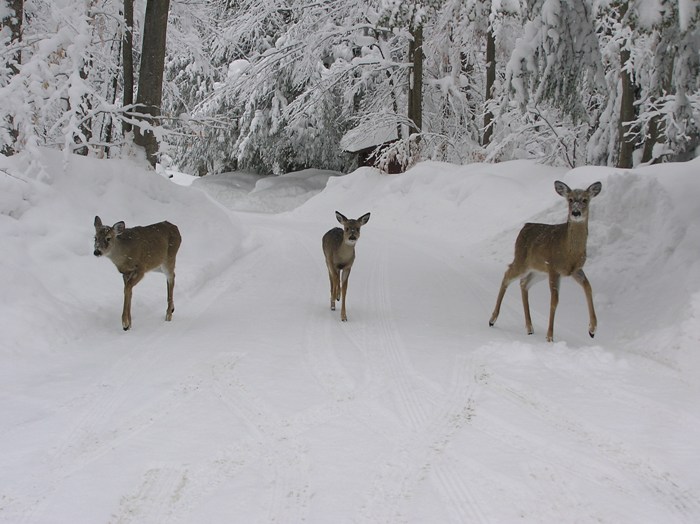 Three deer on a snow-covered road