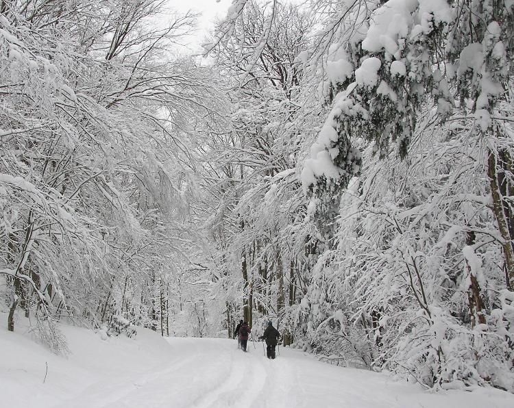 Snow-covered trees