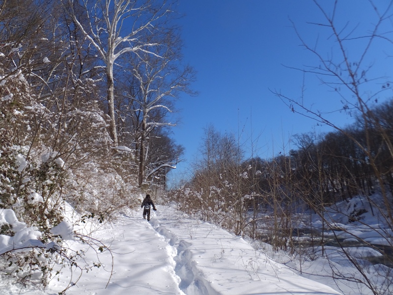 Snow in trees along the river