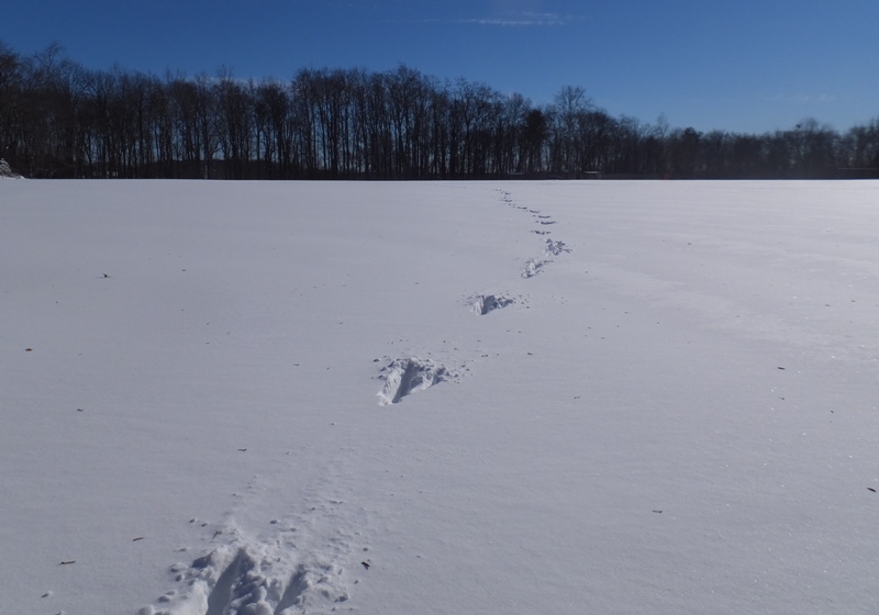 Savage Park looking like Siberia