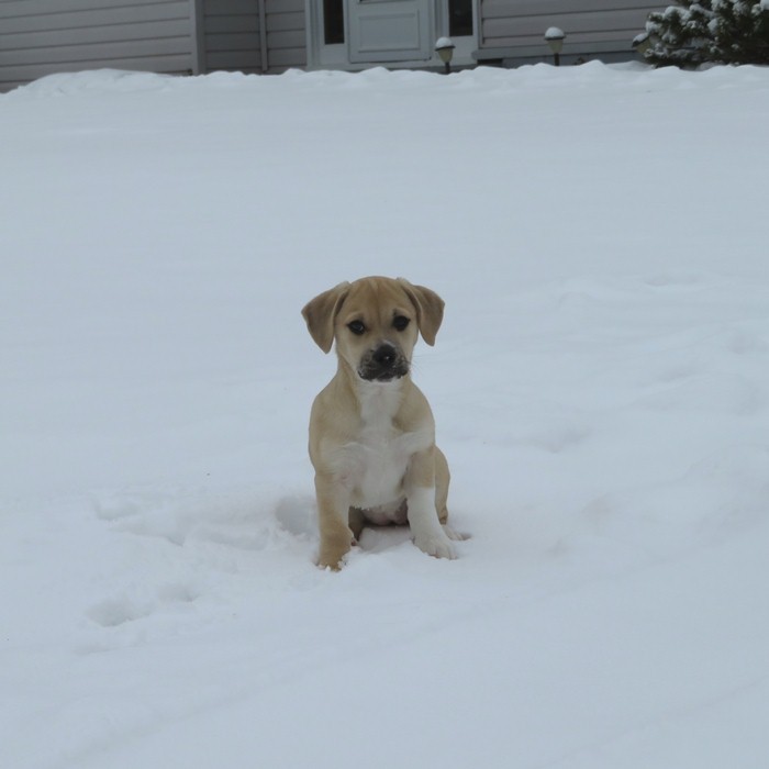 Daphne in snow