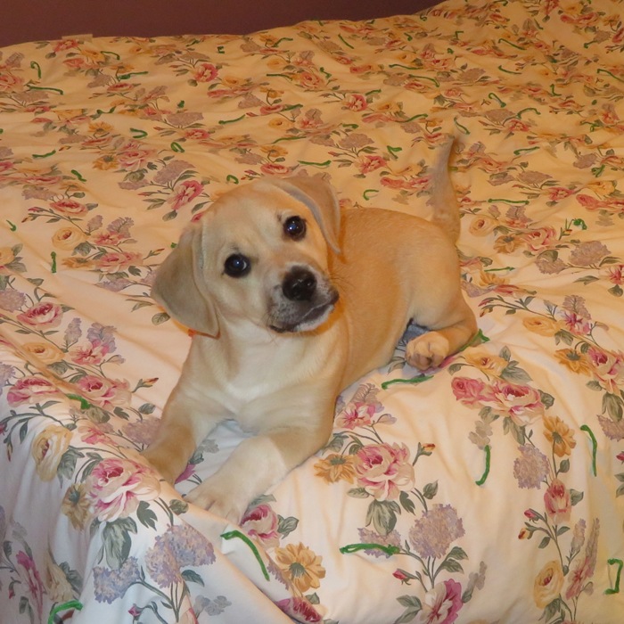 Puppy Daphne on our bed