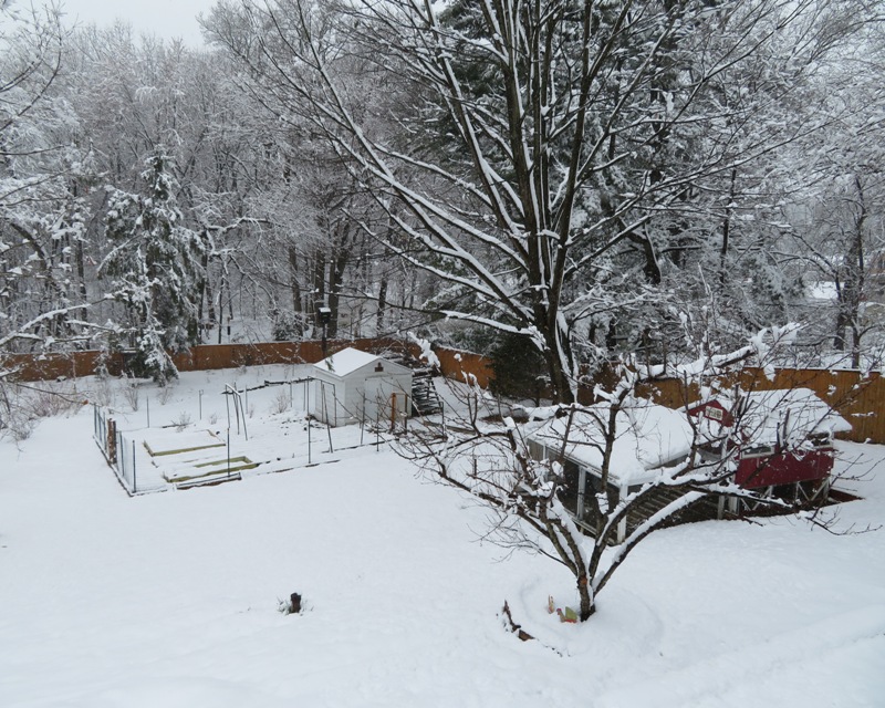 My back yard, covered with snow