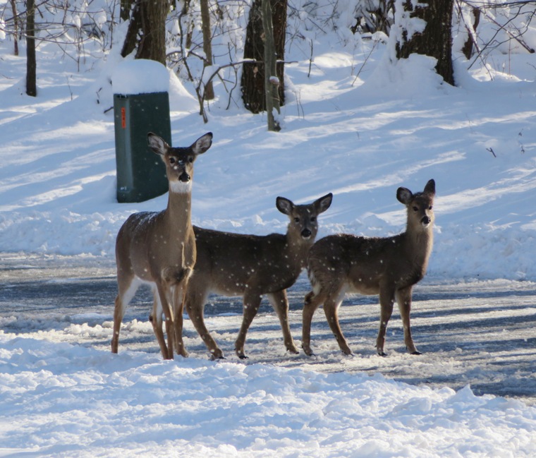 Deer love Columbia