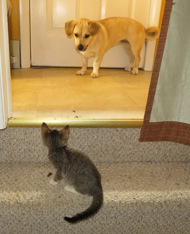 Young Chester encounters Daphne on the stairs