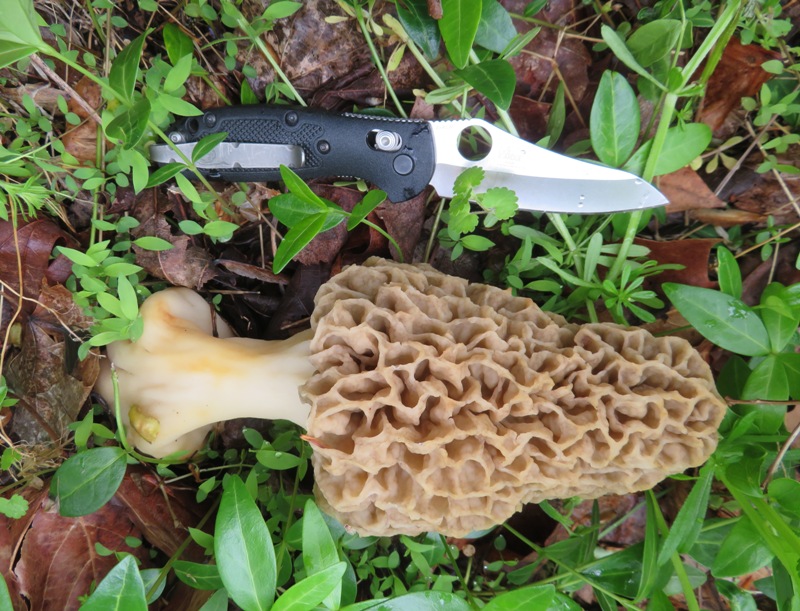 Morel mushroom with my knife, shown for size comparison