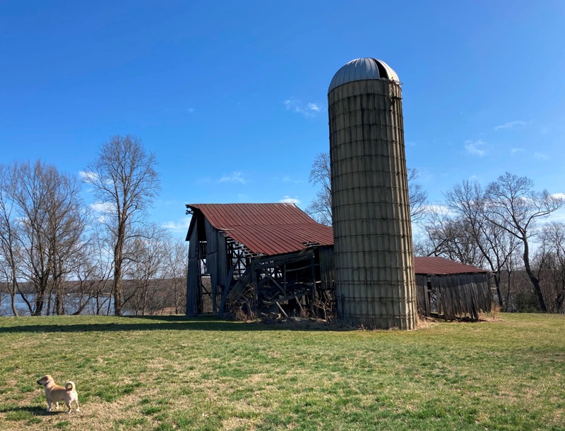 Daphne near farm silo